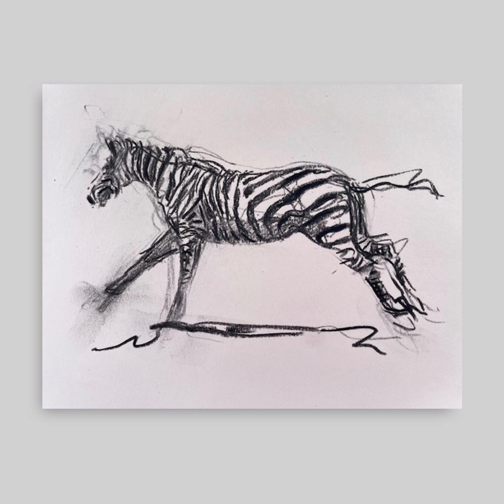 Zebra running