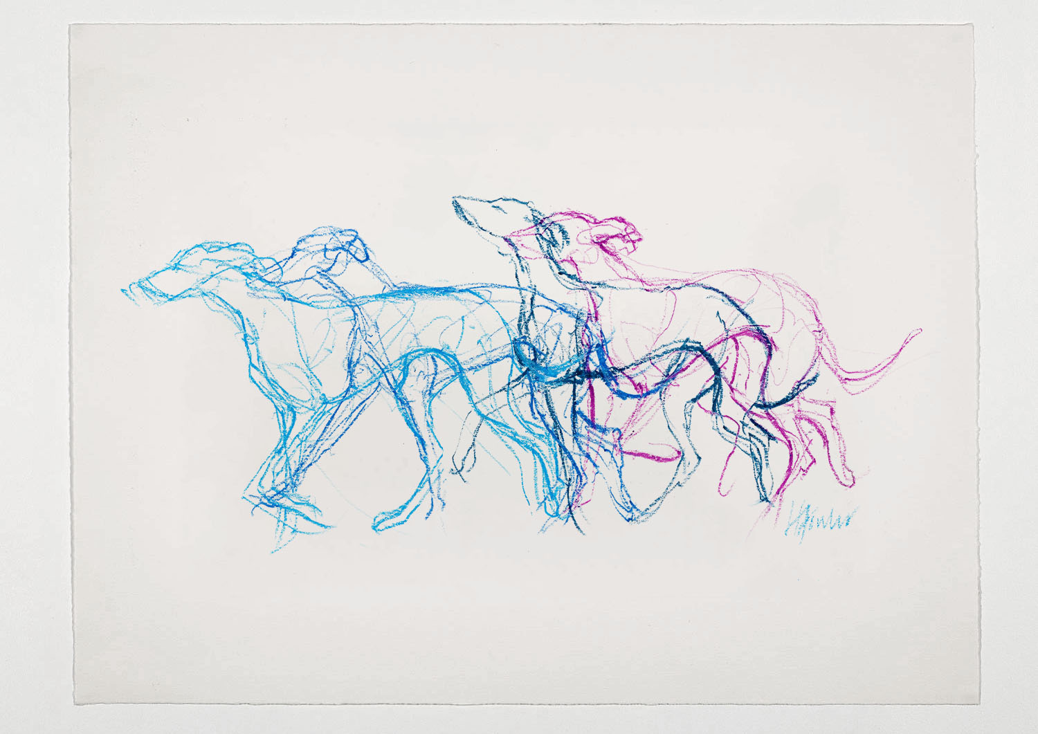 Coloured Lurchers 01