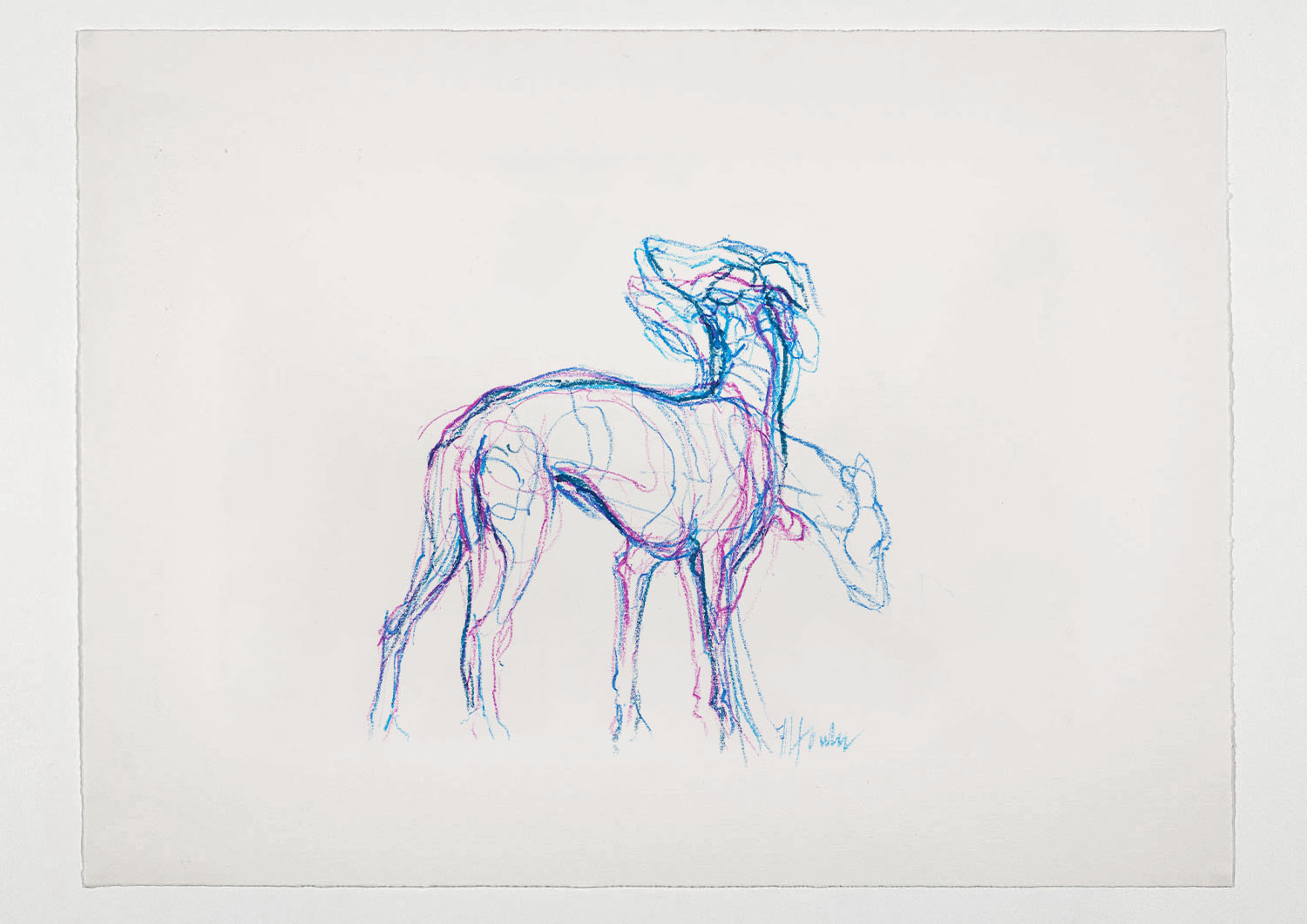 Coloured Lurchers 02